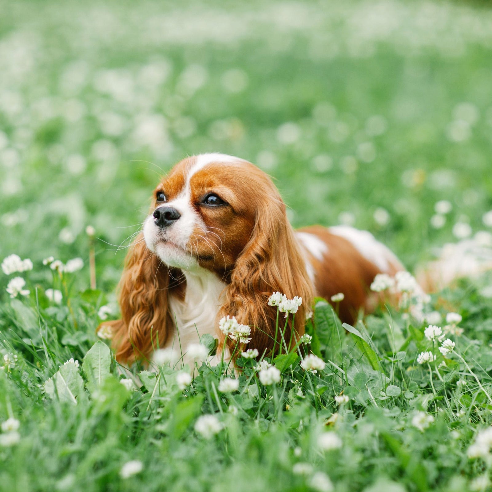 Les 10 races de chiens préférées des français