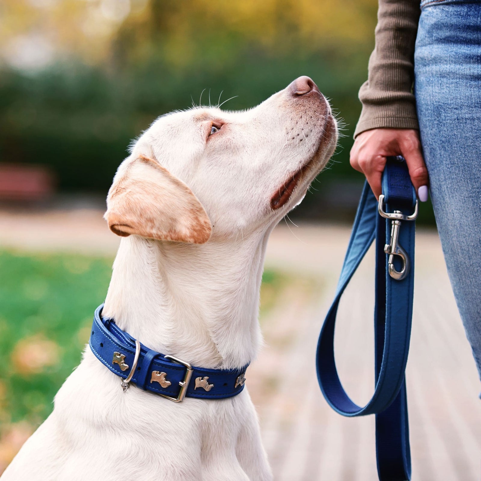 Collier ou harnais pour chien : quelle est la meilleure option pour ton compagnon ?